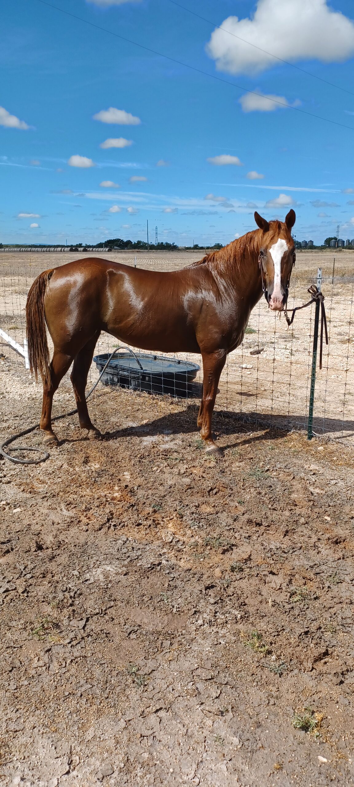 Clover, 16yo Quarter Horse mare, 14.3hh