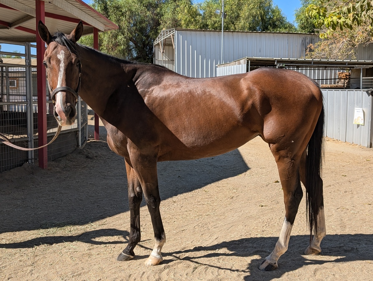Olli, 5yo Thoroughbred mare, 16.1hh