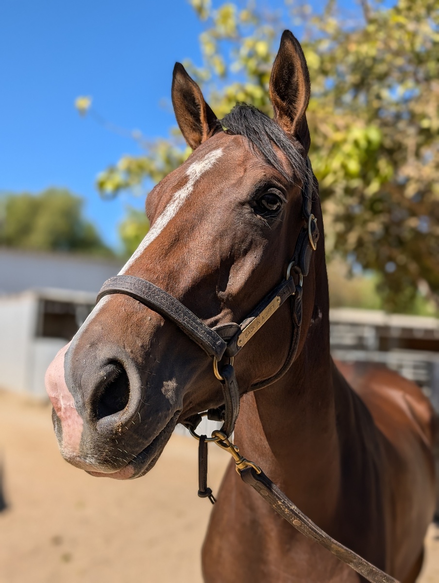 Olli, 5yo Thoroughbred mare, 16.1hh