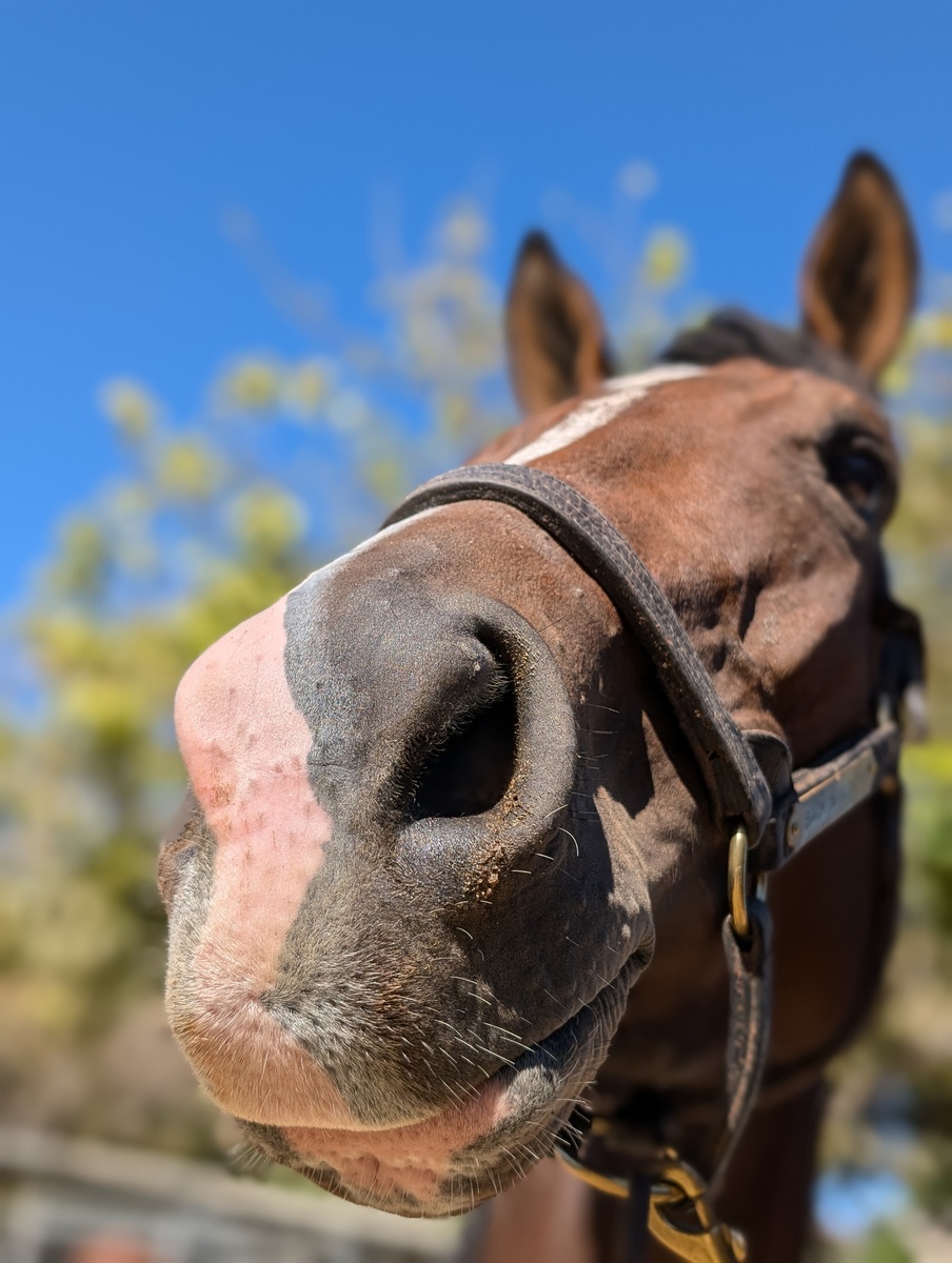Olli, 5yo Thoroughbred mare, 16.1hh
