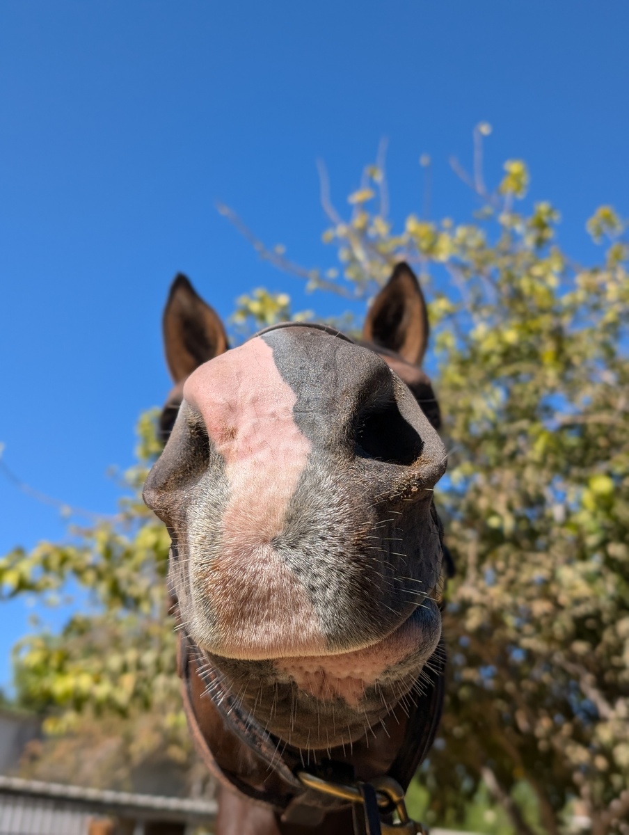 Olli, 5yo Thoroughbred mare, 16.1hh