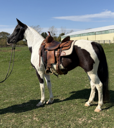 Patches, 8yo Tennessee Walking Horse mare, 14.3hh