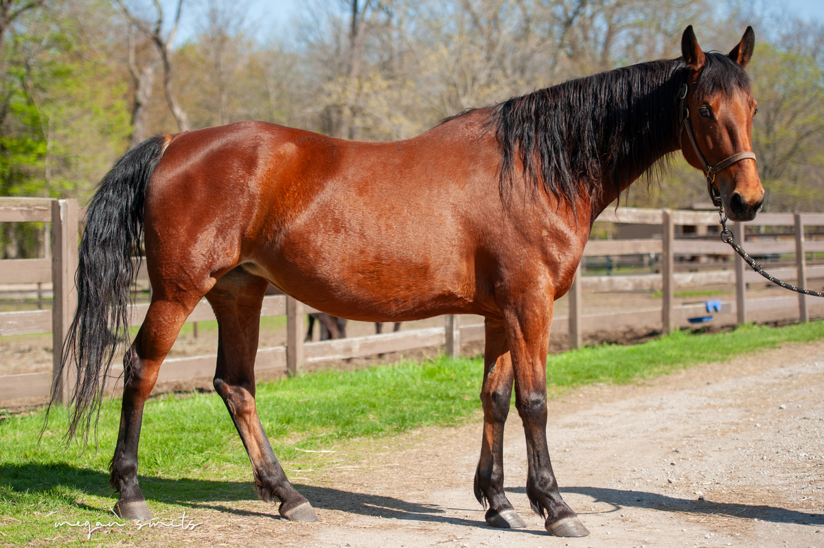Sicily, 7yo American Saddlebred mare, 15.0hh