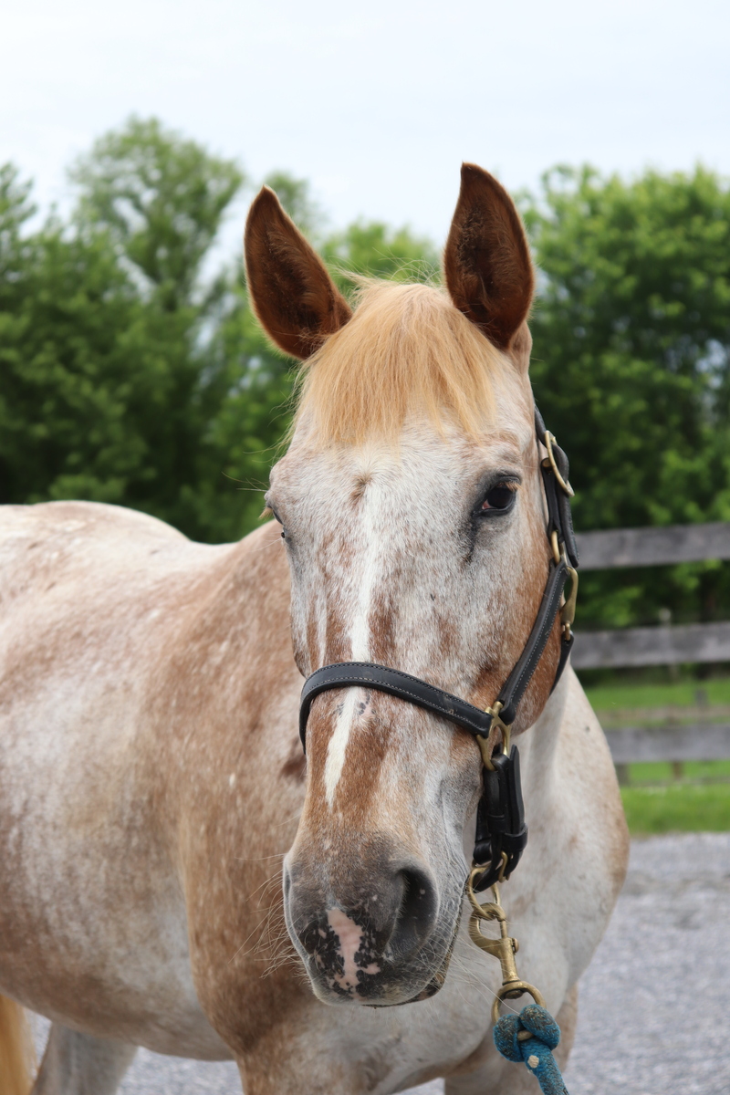 Iony, 18yo Appaloosa mare, 14.2hh