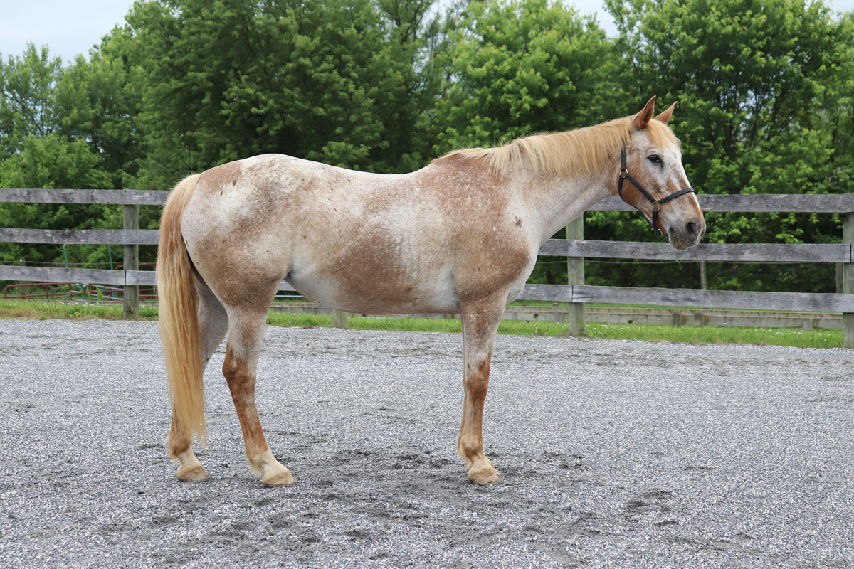 Iony, 18yo Appaloosa mare, 14.2hh