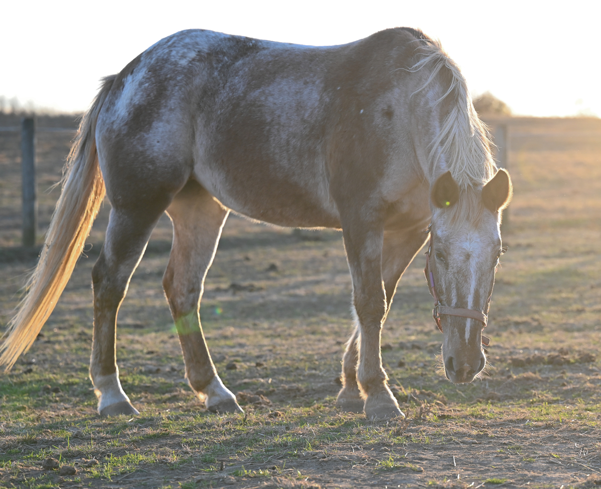 Iony, 18yo Appaloosa mare, 14.2hh