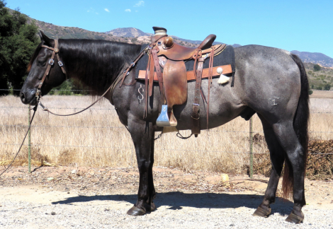BLUE BEAN AMBROSE ***VIDEO*** (DOLLAR), 10yo AQHA Quarter Horse gelding, 15.1hh