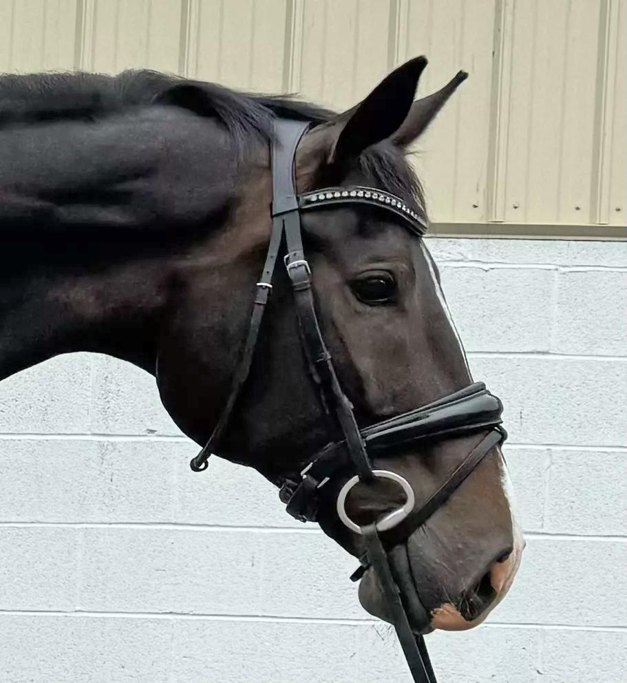 Midnight, 7yo KWPN mare, 16.1hh