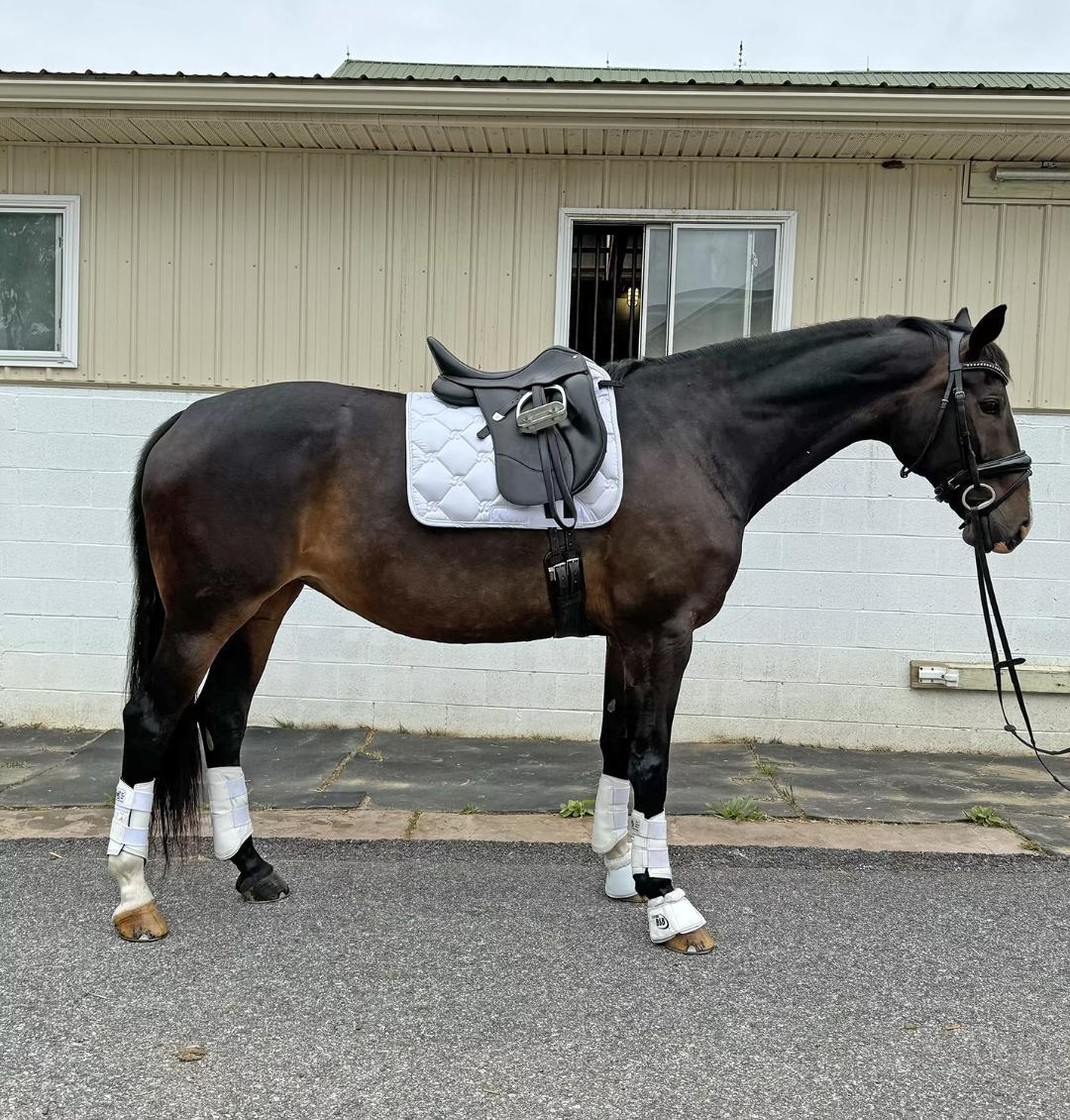 Midnight, 7yo KWPN mare, 16.1hh