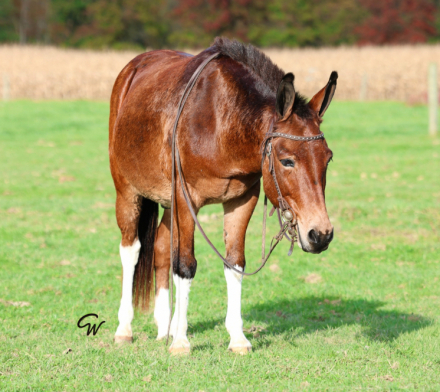 Jerry, 8yo Mule john, 12.2hh