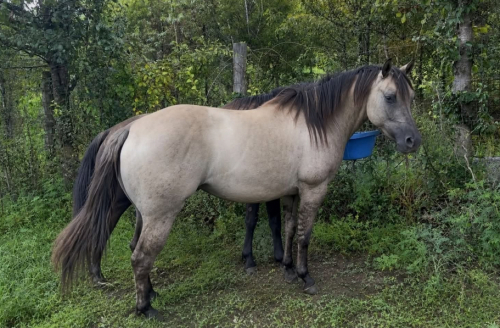 Bluejay - Grullo AQHA mare $100 for a chance, 4yo AQHA Quarter Horse mare