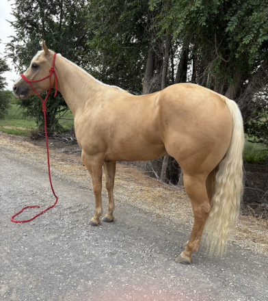 HEZA COOL DOC (Doc), 4yo Appaloosa gelding, 15.1hh