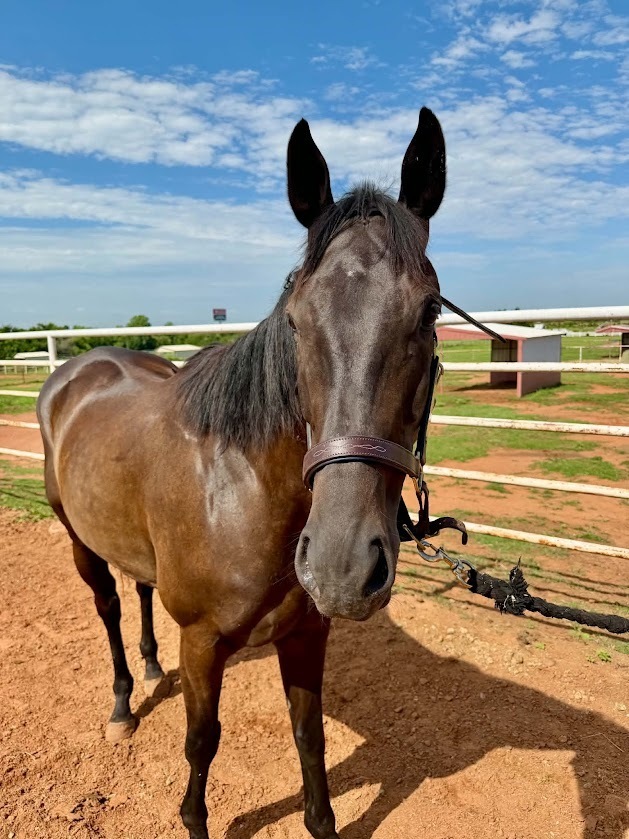 Our Cornerstone, 7yo Thoroughbred gelding, 16.1hh