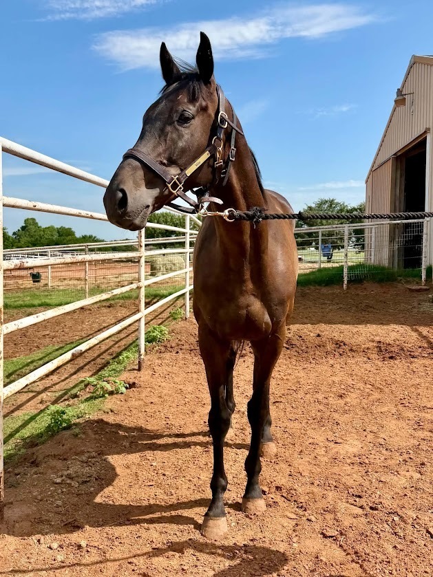 Our Cornerstone, 7yo Thoroughbred gelding, 16.1hh