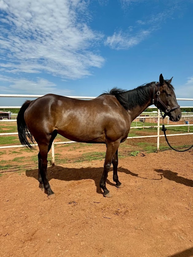 Our Cornerstone, 7yo Thoroughbred gelding, 16.1hh