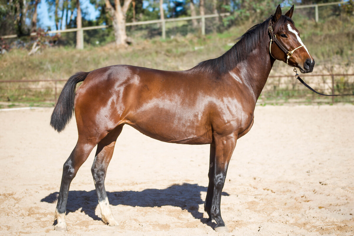 Sweetheart, 8yo Thoroughbred mare, 16.1hh