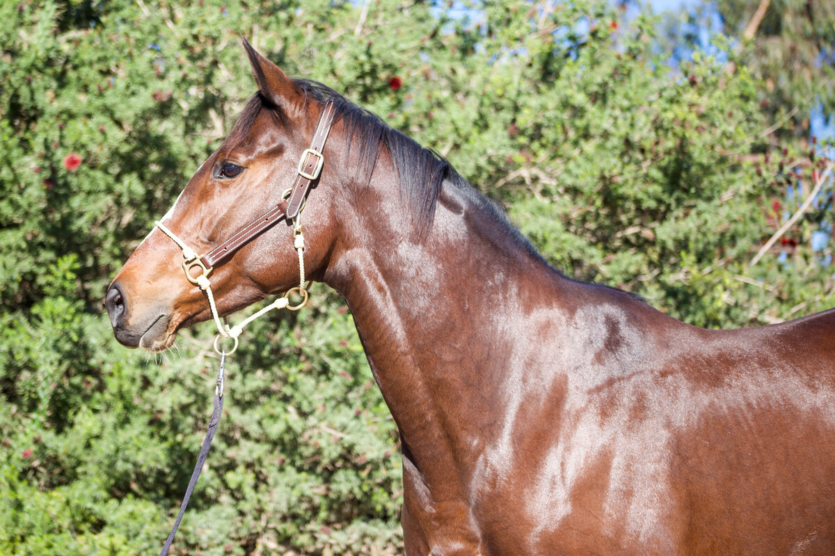 Sweetheart, 8yo Thoroughbred mare, 16.1hh