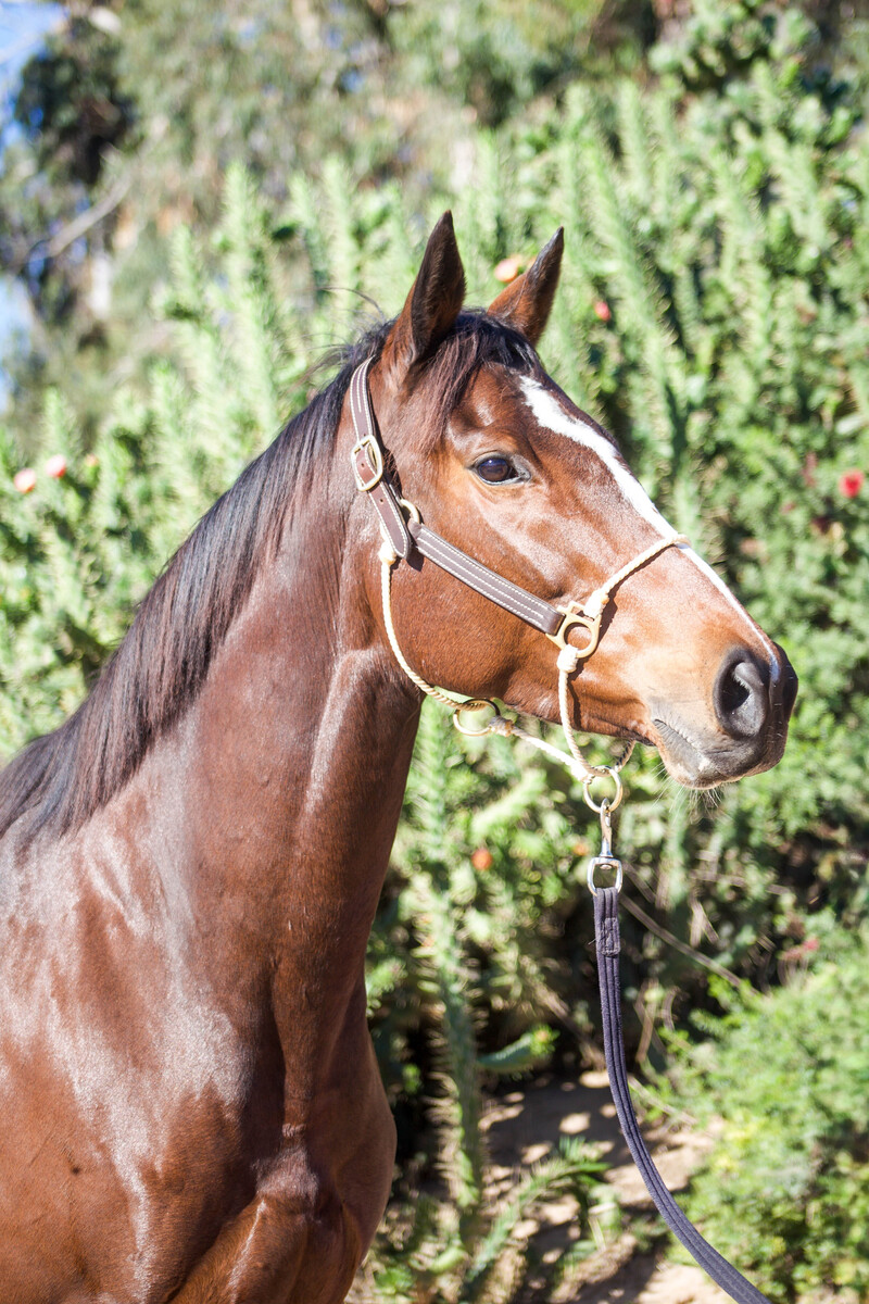 Sweetheart, 8yo Thoroughbred mare, 16.1hh