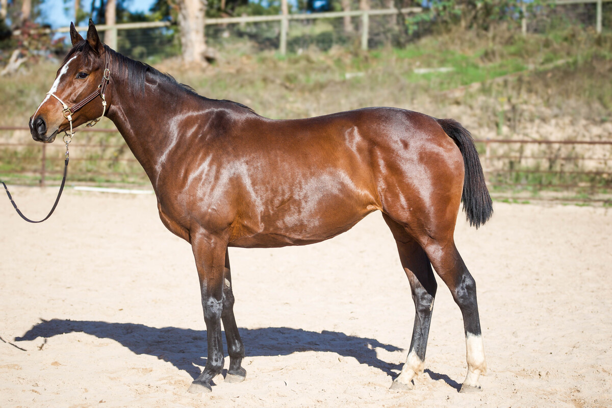 Sweetheart, 8yo Thoroughbred mare, 16.1hh