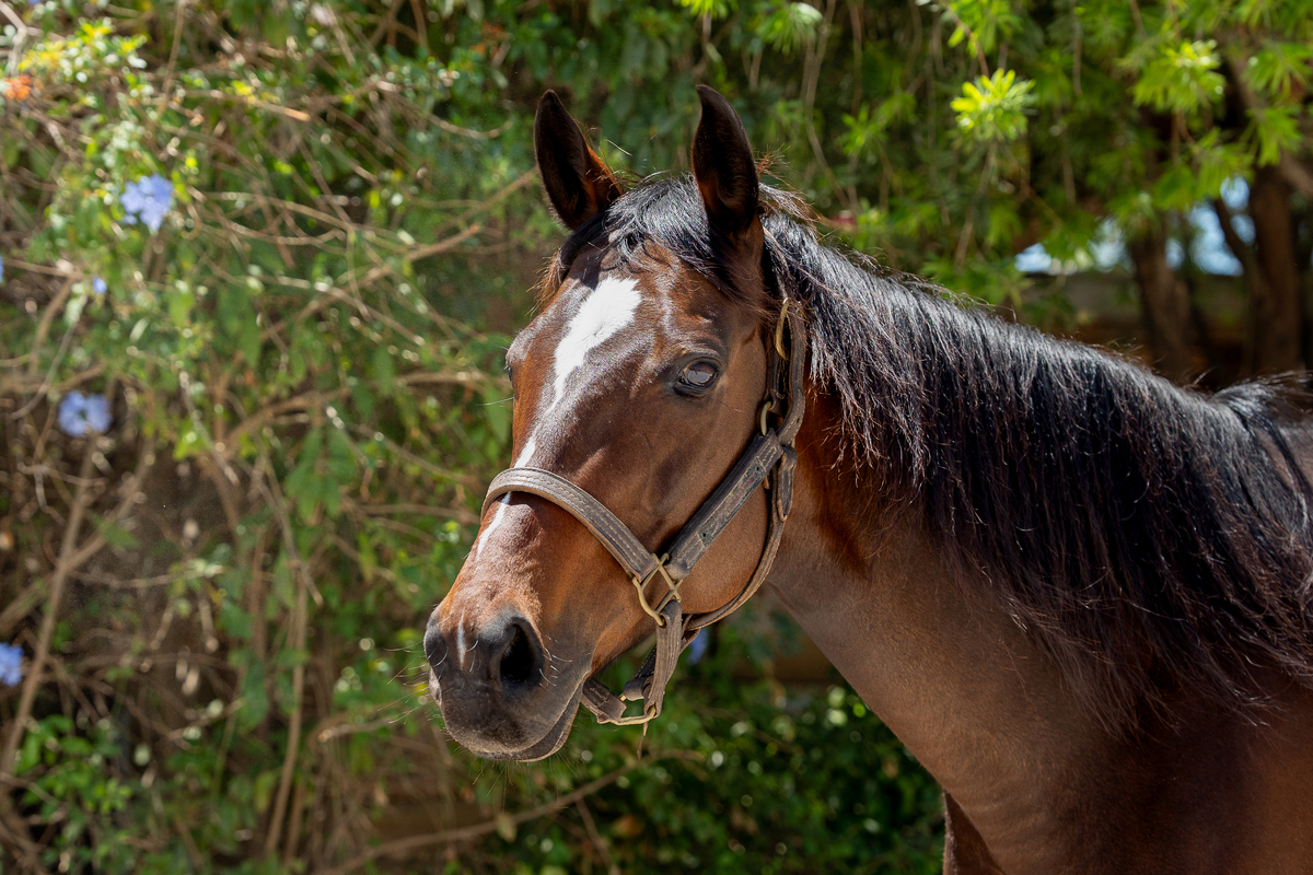 Faithful Sue (Sugar), 11yo Thoroughbred mare, 16.0hh