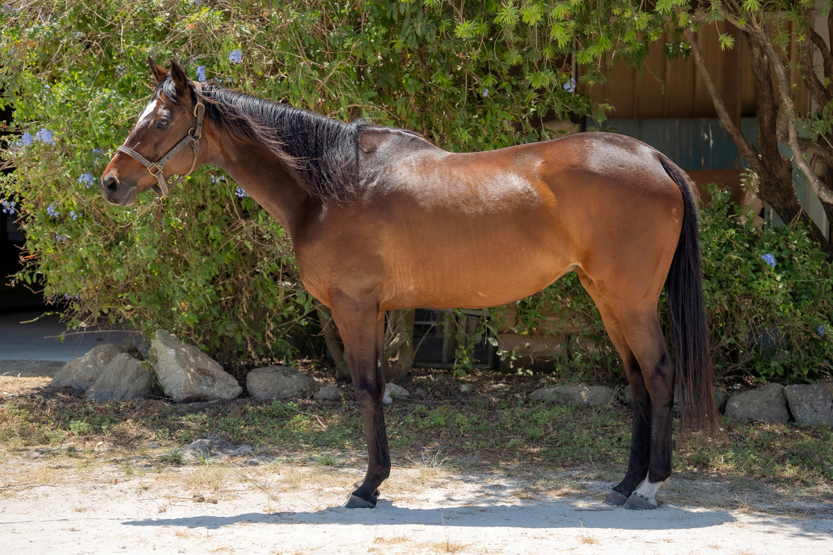 Faithful Sue (Sugar), 11yo Thoroughbred mare, 16.0hh