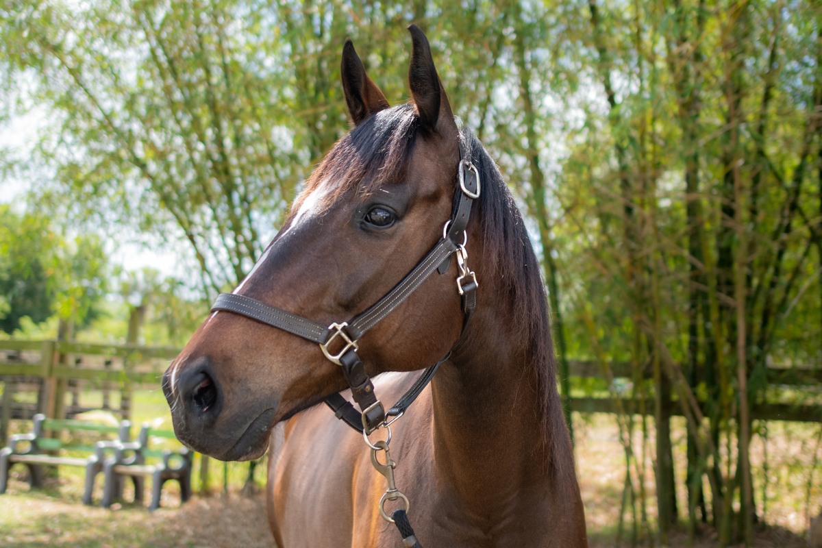 Faithful Sue (Sugar), 11yo Thoroughbred mare, 16.0hh