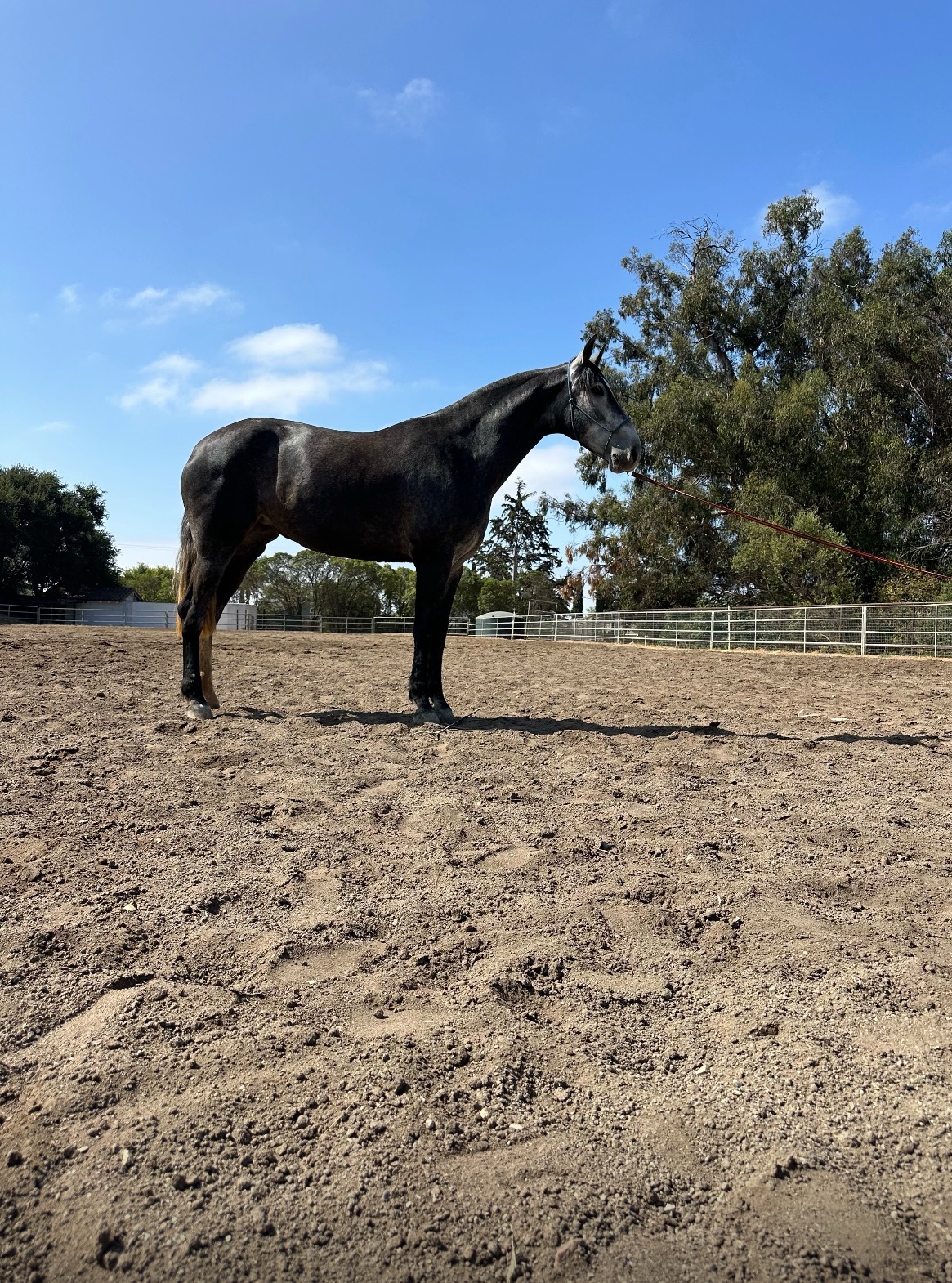 Condesa, 5yo Andalusian mare, Height at Withers: 169hh