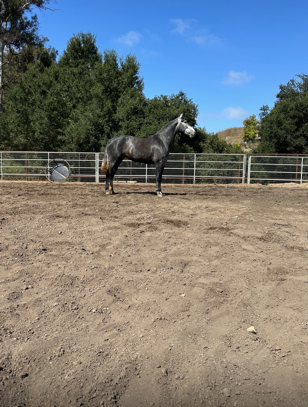 Condesa, 5yo Andalusian mare, Height at Withers: 169hh