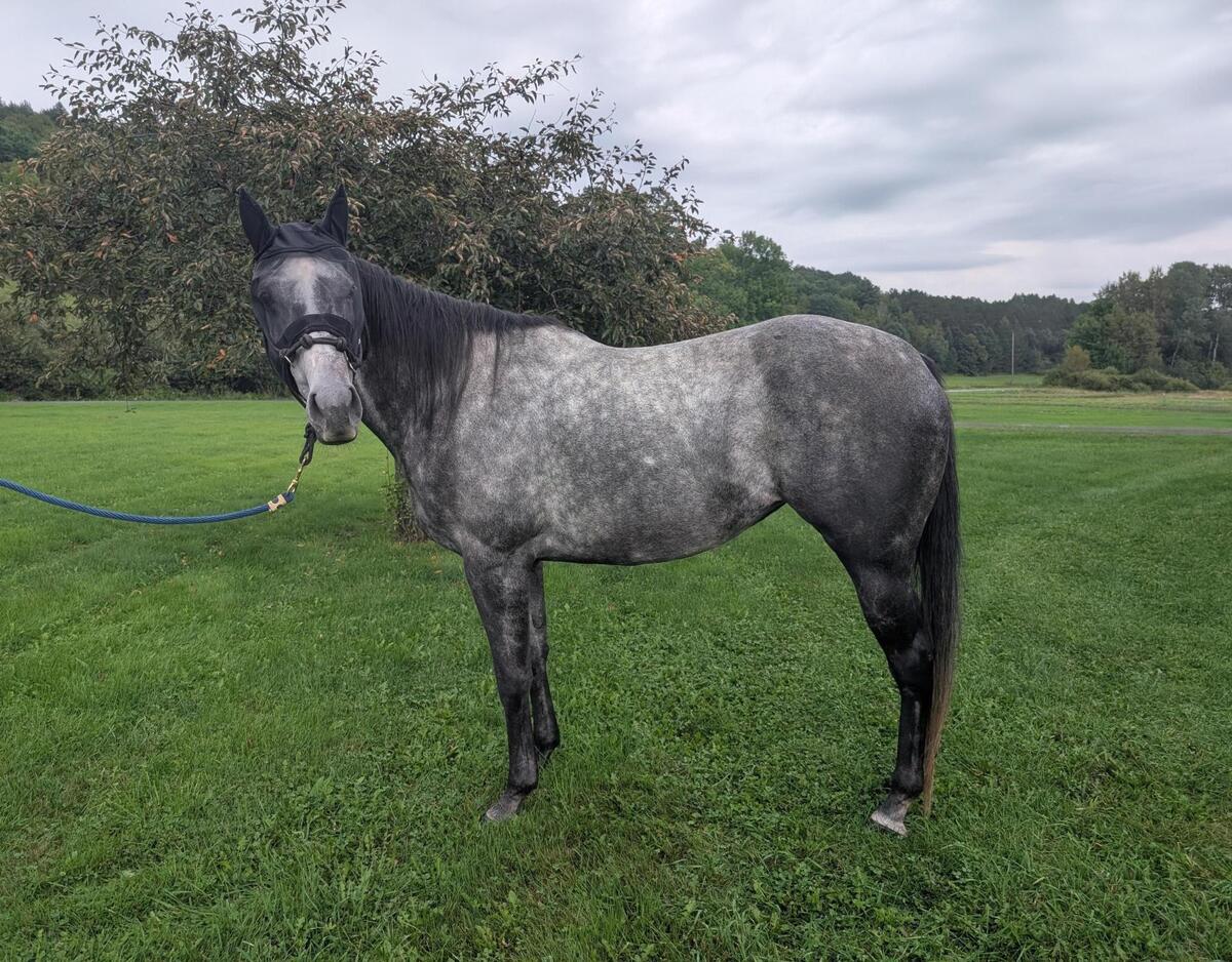 Micheline, 6yo Thoroughbred mare, 16.3hh
