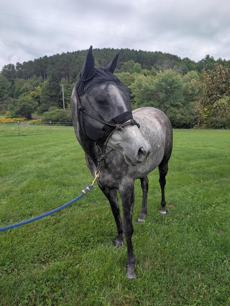 Micheline, 6yo Thoroughbred mare, 16.3hh