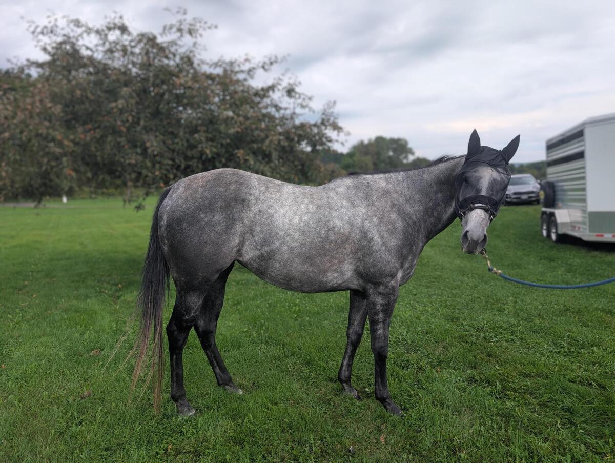 Micheline, 6yo Thoroughbred mare, 16.3hh