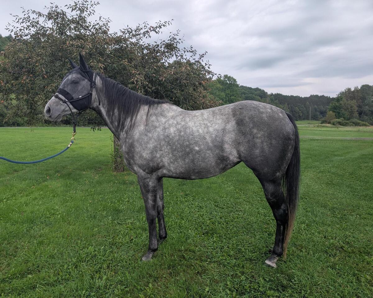 Micheline, 6yo Thoroughbred mare, 16.3hh