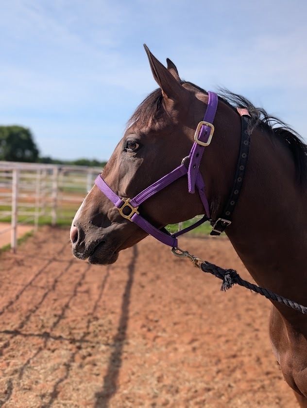 Millers Bro, 4yo Thoroughbred gelding, 16.1hh