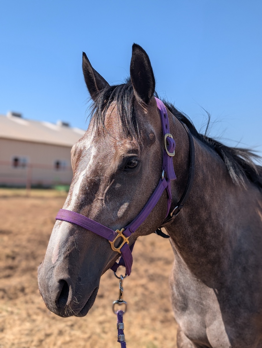 Okie Smoke, 5yo Thoroughbred gelding, 16.1hh