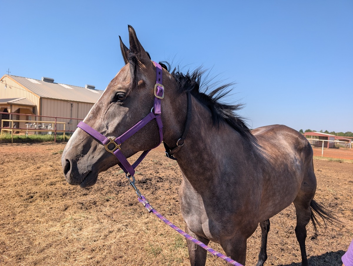 Okie Smoke, 5yo Thoroughbred gelding, 16.1hh