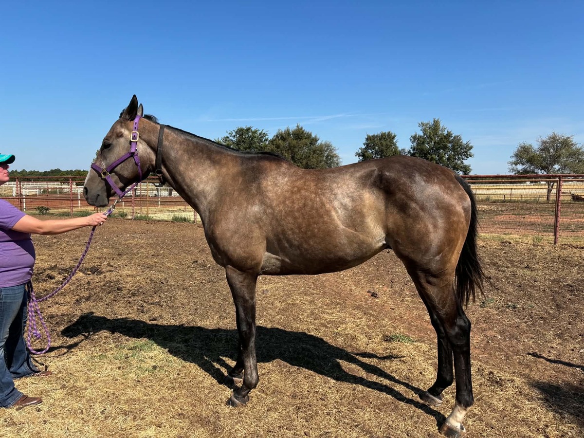 Okie Smoke, 5yo Thoroughbred gelding, 16.1hh