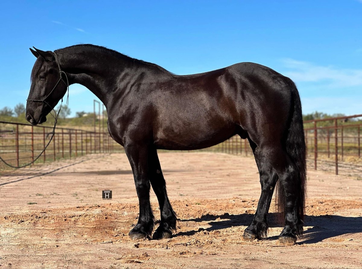 Friesian horses, 5yo Friesian horses gelding