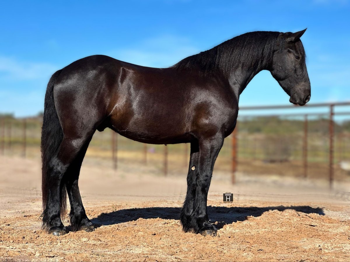 Friesian horses, 5yo Friesian horses gelding