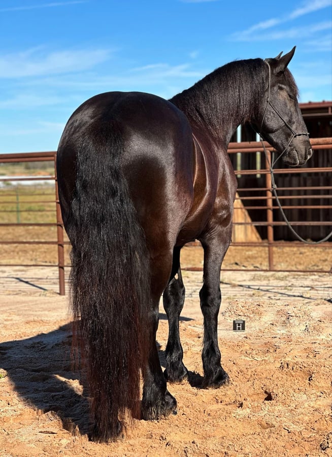 Friesian horses, 5yo Friesian horses gelding