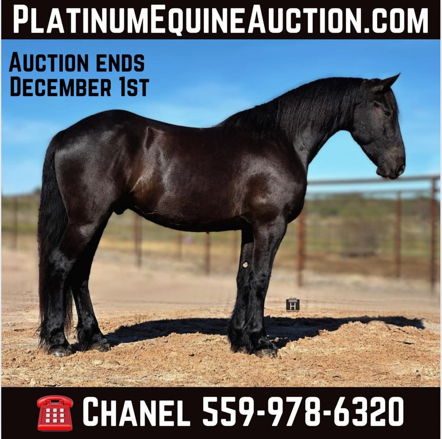 Friesian horses, 5yo Friesian horses gelding