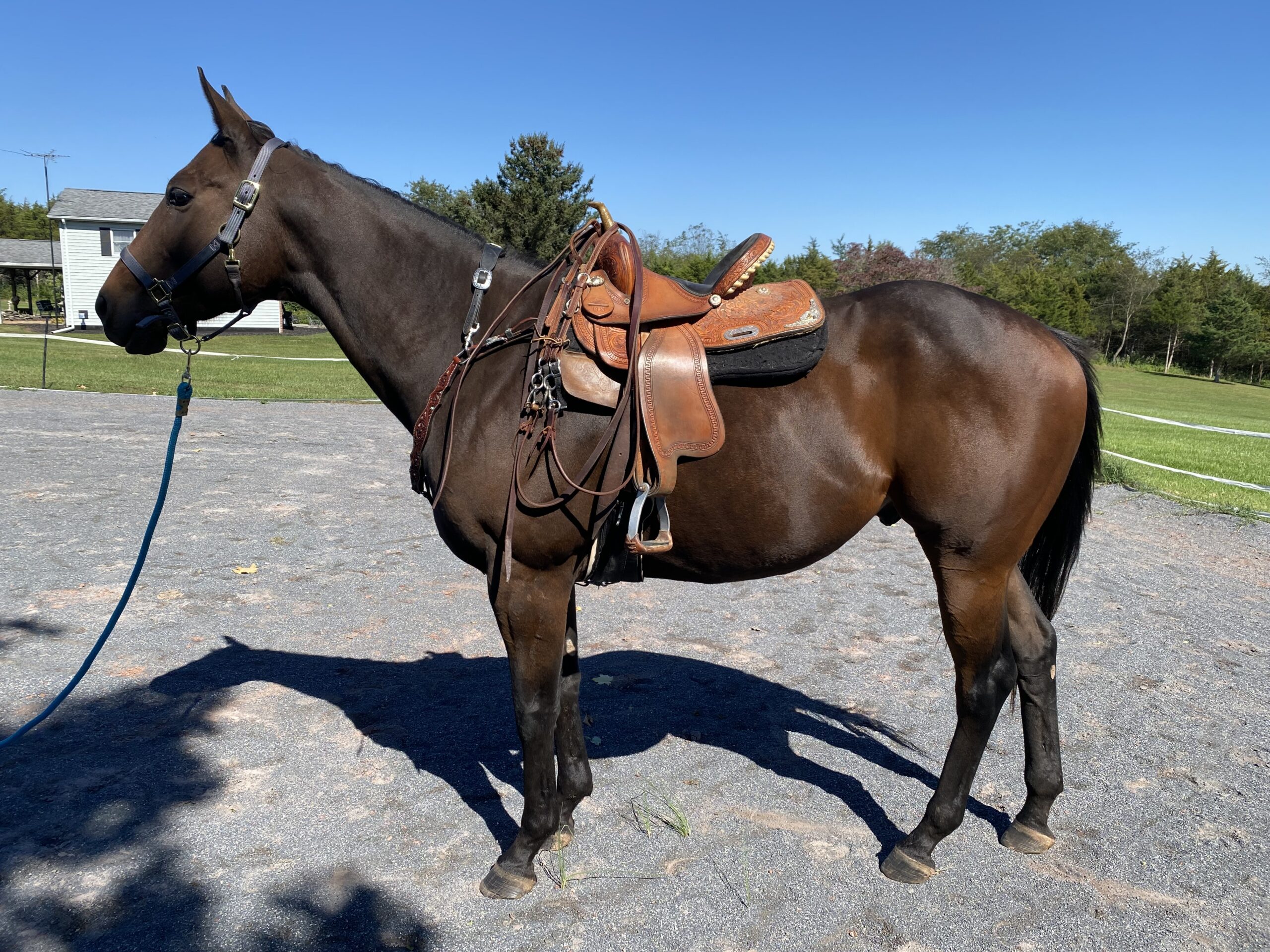 Moose, 6yo Thoroughbred gelding, 16.3hh