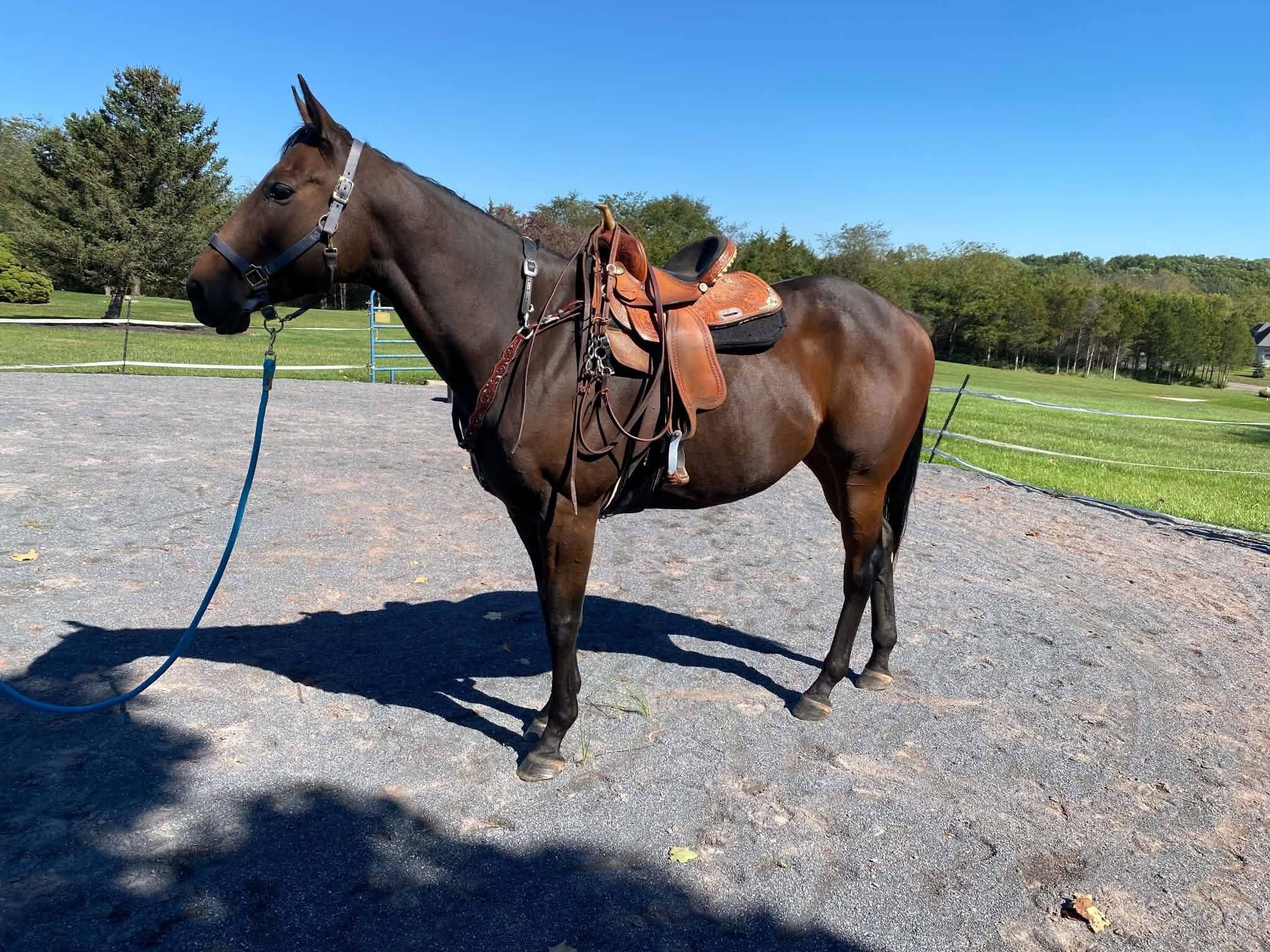 Moose, 6yo Thoroughbred gelding, 16.3hh