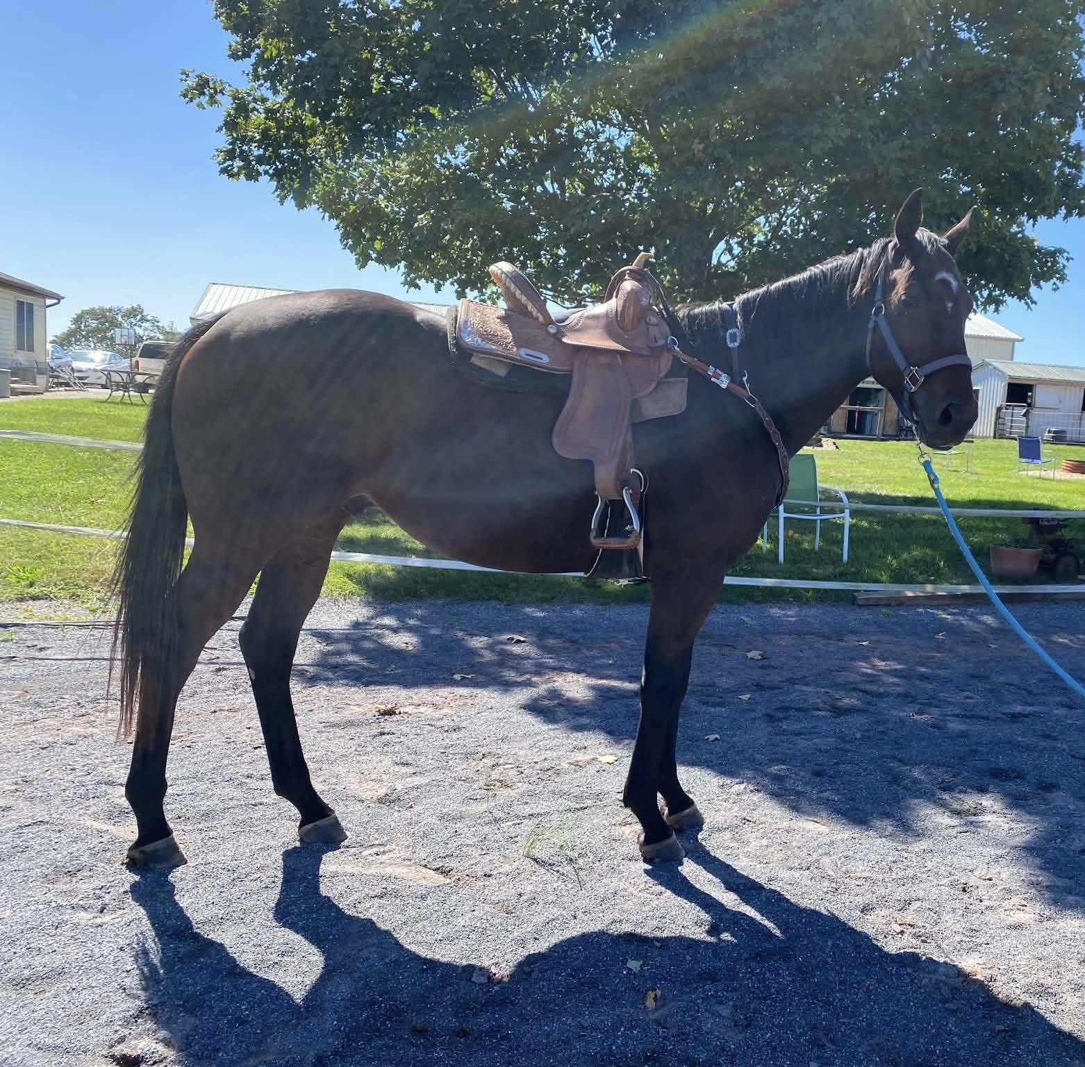 Moose, 6yo Thoroughbred gelding, 16.3hh
