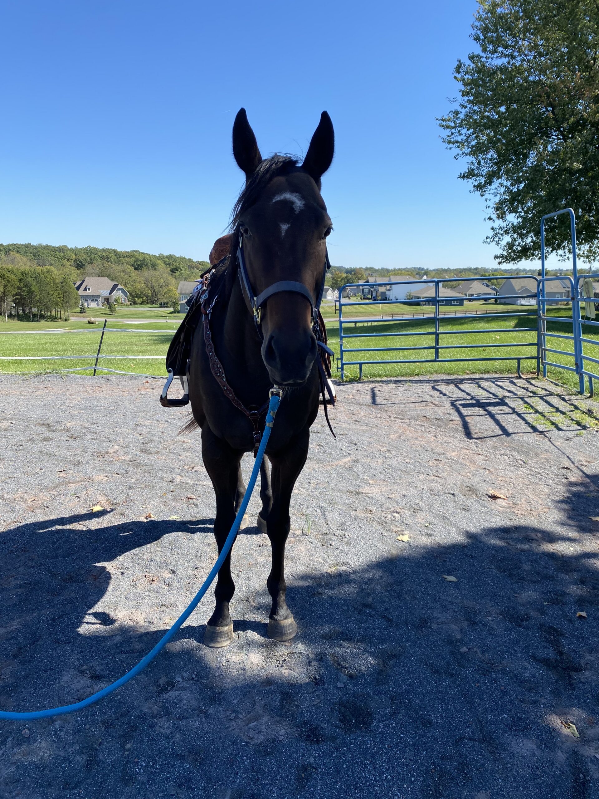 Moose, 6yo Thoroughbred gelding, 16.3hh
