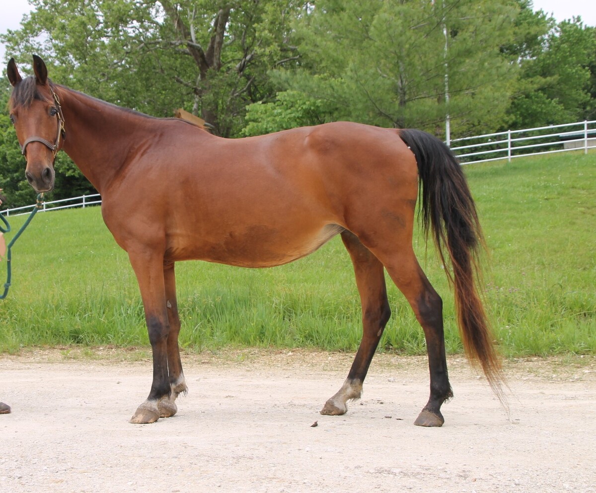 Tulip, 21yo American Saddlebred mare, 15.0hh
