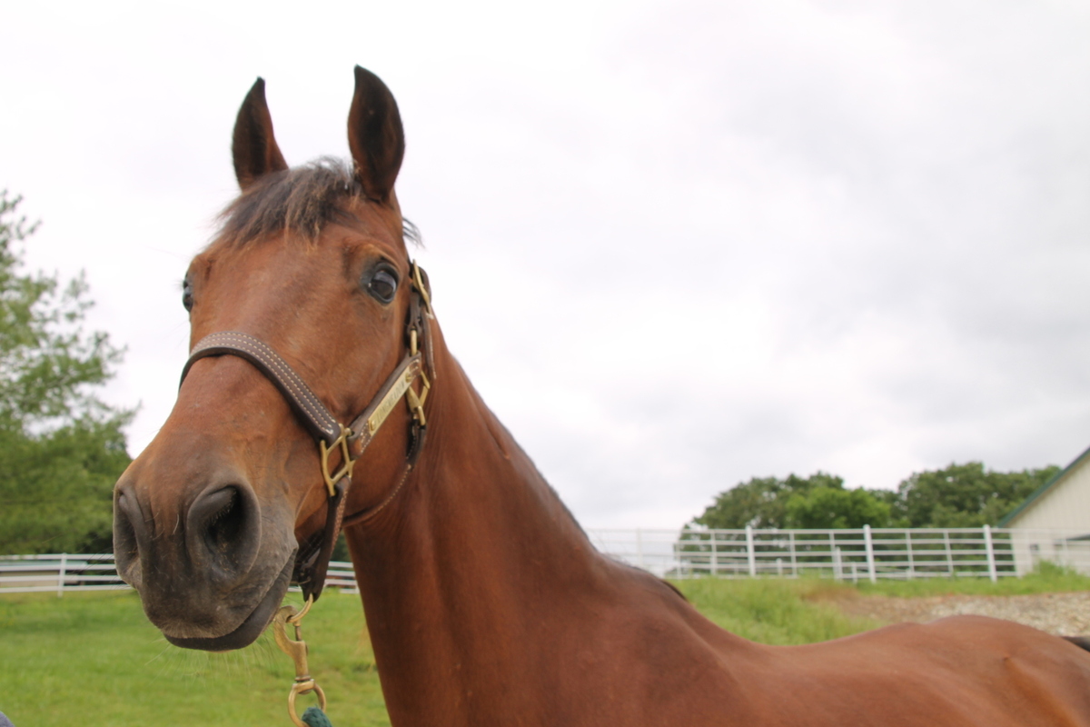 Tulip, 21yo American Saddlebred mare, 15.0hh