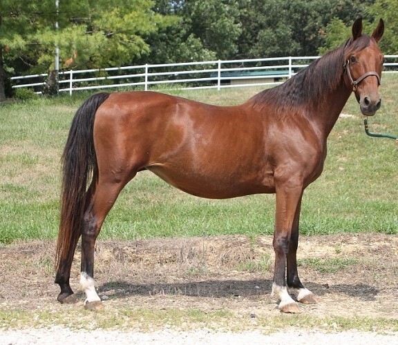 Tulip, 21yo American Saddlebred mare, 15.0hh