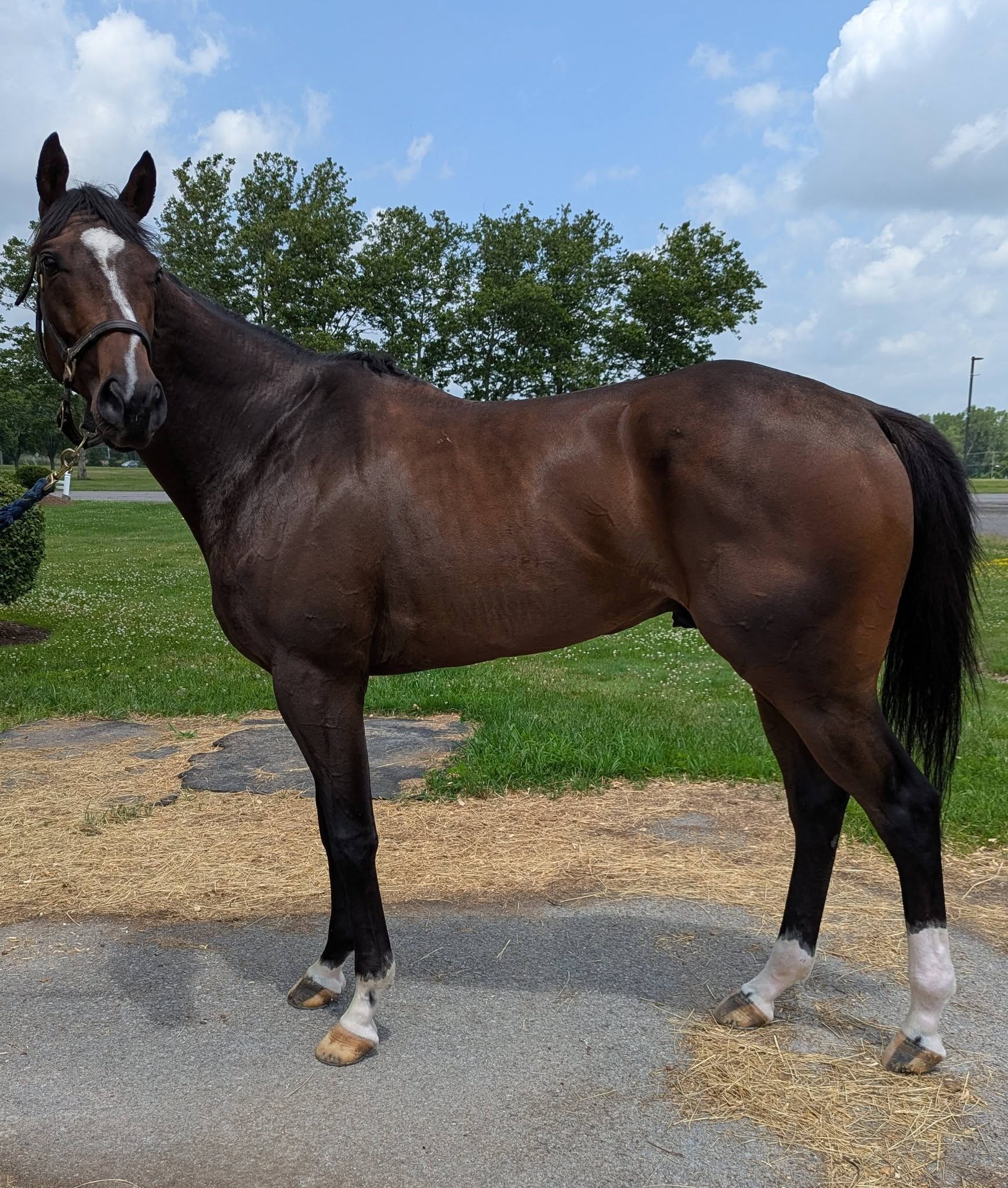 Senor Poncho, 4yo Thoroughbred gelding, 16.1hh