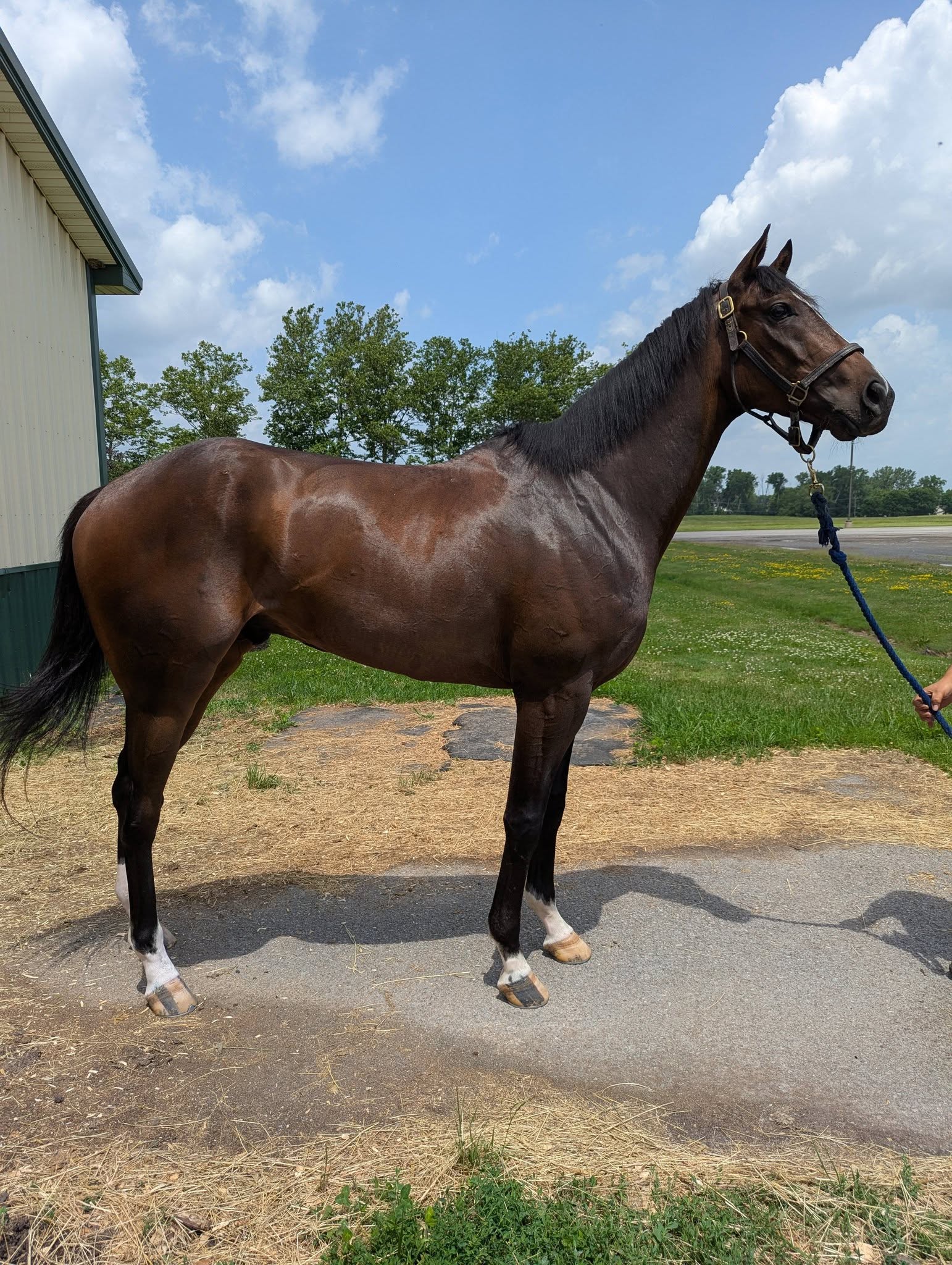 Senor Poncho, 4yo Thoroughbred gelding, 16.1hh