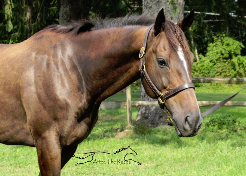 Hey Congrats, 10yo Thoroughbred gelding, 16.1hh